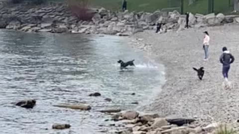 Dogs playing in Lake Ontario