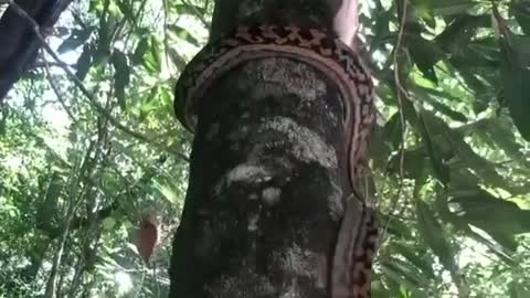 how a snake climbs a tree