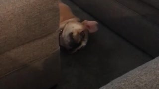 Dog chases squeaky ball off couch and front flips onto the ground