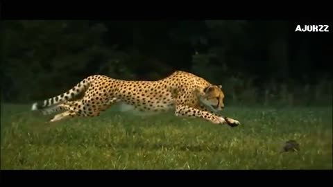 Motivational video Tigar raning