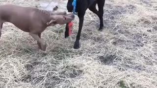 Slow motion tug-o-war