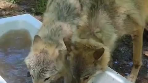 wolves