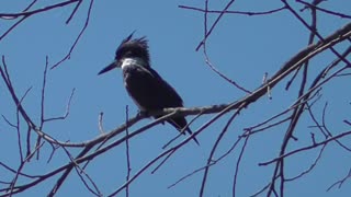455 Belted Kingfisher