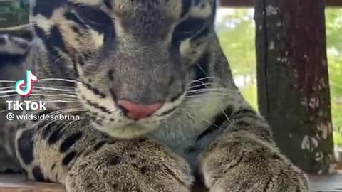 Clouded Leopard loves her scritches!