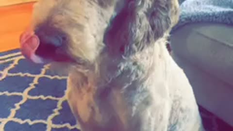 Dog with a ridiculous mullet