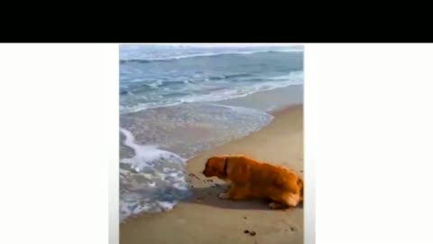 Golden Retriever strategically reclaims His Ball From The Sea.