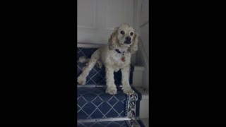 Stubborn dog adorably refuses to let his owner go out