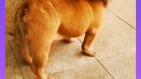 Funny dog video