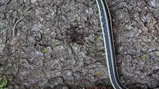 Dog meets snake and is curiously tipping his head