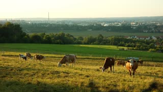 Fatty Female Cows In Field , Hungry Hungry Cows