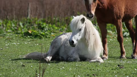 Beautiful white horse