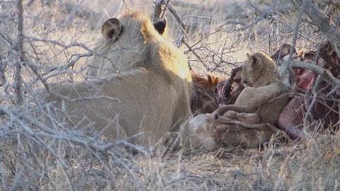 Tiny lion cub joining dad and mom for dinner