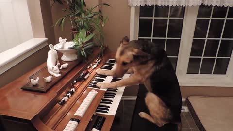 Rescue dog turns on piano and plays it