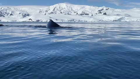 View Of The Whales Swimming In The Ocean