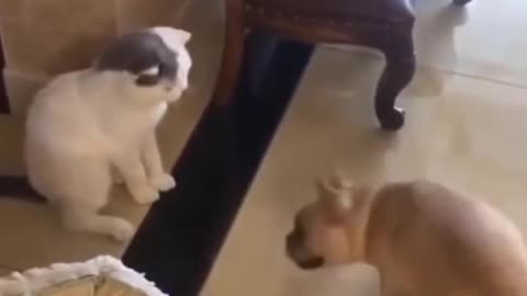 funny cats video ever cant stop laughing don't laugh challenge #2