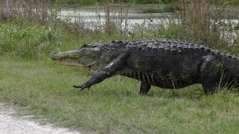 large alligator crossing road in Florida wetlands