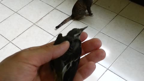 the cat bring gift (bird)