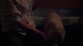 Labrador puppy try to eat lemon first time