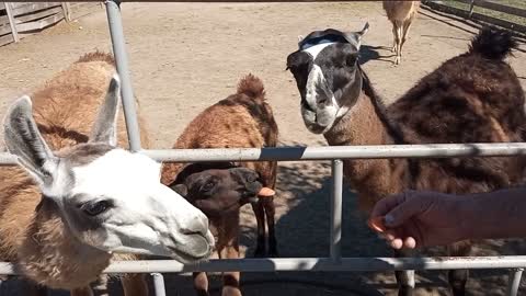 Fascinating alpaca family