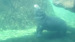 Fiona the hippo cincinnati zoo very interest video