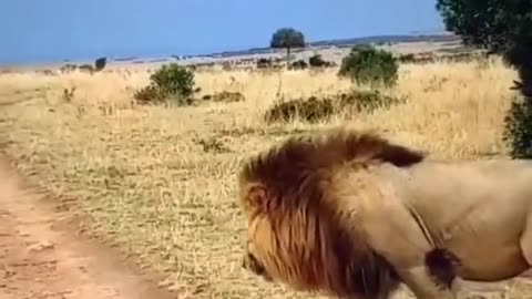 LION Waking Up Lioness Funny Animal Videos