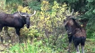 Moose Fight