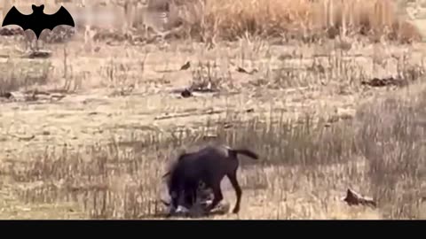 Wildebeest is injured and eaten by savage animals