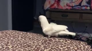 Cockatoo Turbo loves some MC Hammer. "Can't touch this."