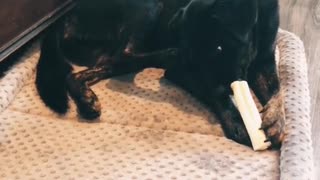 Dogs Paw Trying to Steal Bone