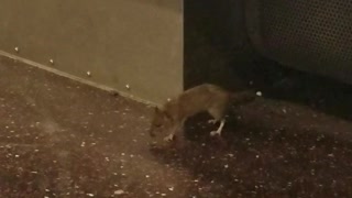 Rat struggles to walk on moving subway car