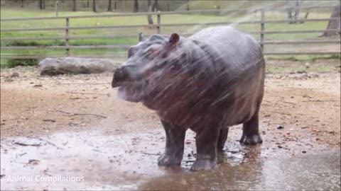 Baby Hippos Swimming - CUTEST Compilation