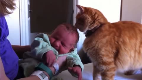 Cat meeting baby for the first time Part.1