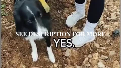 Cute dog regrets offering to carry his poop 💩😂🐶🤣