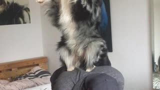 Cute dog doing awesome tricks with his owner