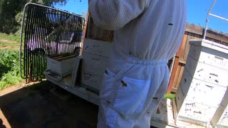 First hive opened Apr 1,2020 Part 1