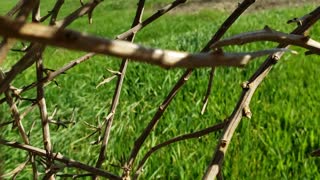 California Tumbleweed Rolls Away with Camera