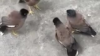 BIRD Fight Video | wild animal