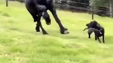 Black horse chasing dog | Viral video | Funny meme Whatsapp status | Whatsapp video | Viral file