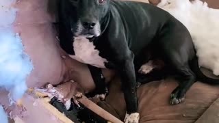 Rambunctious Dog Tears Couch to Pieces