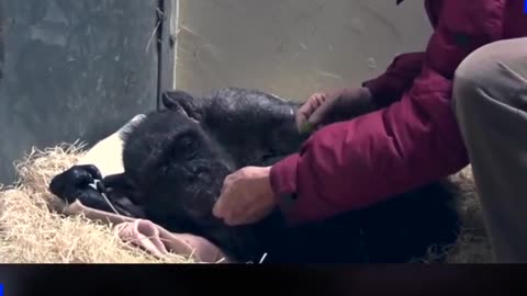Chimpanzee in her final time with her human friend
