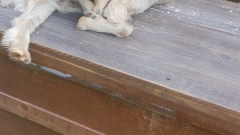 Adorable sleeping goat