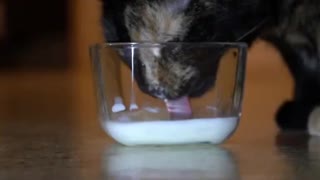 Sweet Caramel drink her milk in the slow motion
