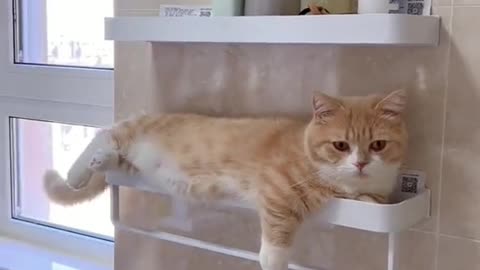 kitten lying in an unusual place in the bathroom😺😍