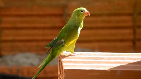 Lovely Green Parrot in my Garden