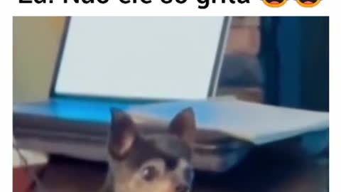 Grito de cachorro