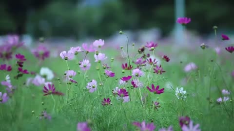 Amazing Flower Nature Videos