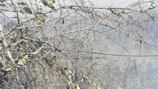 Incendio forestal en Curití Santander