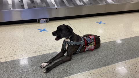 Service Dog: Public Access - At the Airport a Few Weeks Ago, FIRST Time at the Airport EVER!