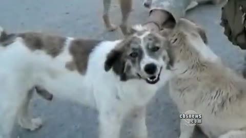 Homeless Dogs Saved Soldier’s Life, And Reunited With Him 4 Months Later!