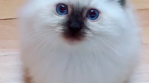 Bayby ragdoll Cat | funny cat videos